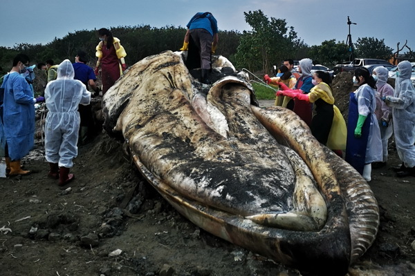 成大鯨豚中心 全力復原製作台灣首件藍鯨標本
