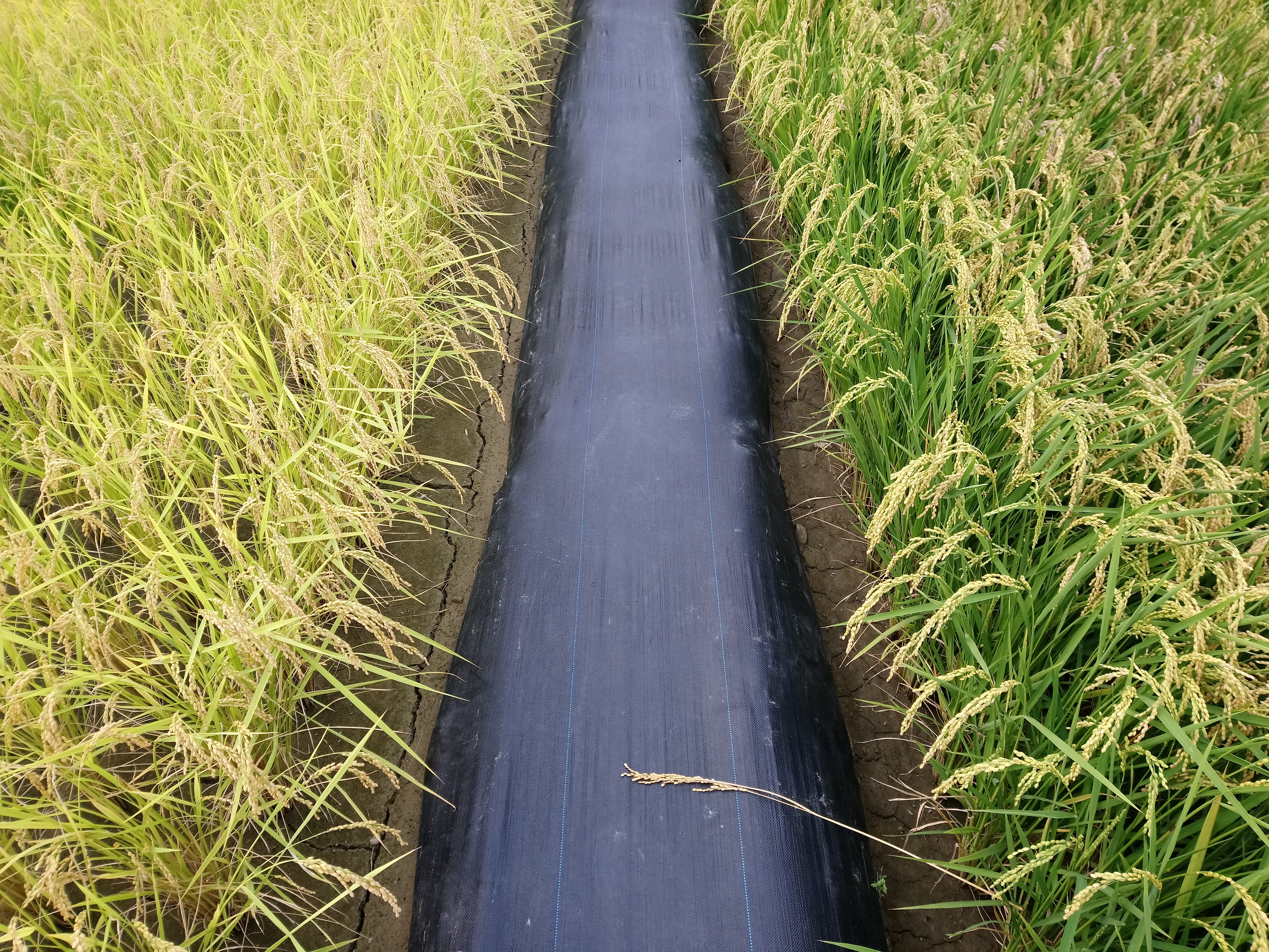 【USR系列報導】微生物農法連結地區小農　從點到線推動農業永續發展　成功大學生科系第三期USR計畫全方面關懷與提升農業